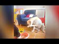 😅 Best Cats and Dogs Videos 😹 Funniest Animals 2024 😻