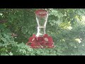 The joy of Hummingbirds