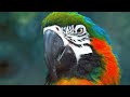 Amazon Jungle Macaw 8k | Beautiful birds | Relaxing bird sounds | Beautiful nature | Reduce stress