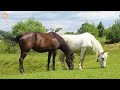 Horse sound -  farm animal