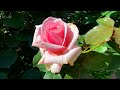 愛と美の象徴 Symbol of love and beauty 満開の薔薇園 Rose garden in full bloom