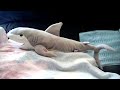 Plush Shark Toy Sings Blondie - One Way or Another (low quality)