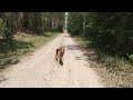 Lady with her stick. training Tippy in the woods. #viral #bordercollie #germanshepherd #puppies