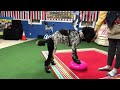 Poodle practice-fold back down