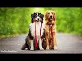 Healing Music for Dogs! How to Relax My Dog TV with Calming Music! Dog Music