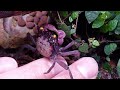 How to keep Vampire Crabs - Ultimate Care Guide for Geosesarma dennerle