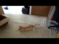 Funniest Cat Video Ever#6