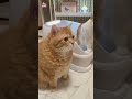 collection of the funniest animal videos cats dogs monkey 😸🐕🙉