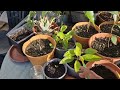 Passionate Gardener UK: Oxford hobby garden tour | August garden update | Bangladeshi gardening UK