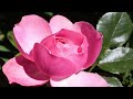 Blooming Rose Screensaver | Floral Life