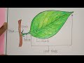 Parts of a Leaf / How to draw parts of a leaf / Leaf drawing /Label diagram of a leaf