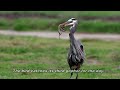 Magnificent Great Blue Heron has an epic week