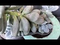 How to save succulent in rainy season//monsoon ma succulent plant ki care kaise kare