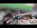 Parasitoid wasp macro - Panasonic G9 Mark II (1080p)