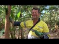 Syntropic Agroforestry in Australia: Video 53