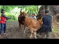 Oxen Yoke Ox Kobe WildLive Ettugaḷu Protection Penetra Meeting Cow antelop in Himalaya yak