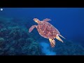 The Best 4K (ULTRA HD) Aquarium 🐠 Beautiful Coral Reef, The World Of Sea Jellyfish - Relax Music