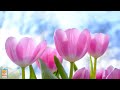 Pink Tulips Screensaver | No Music | No Sound  @ConceptsOfWinning