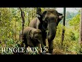 JUNGLE MIX 12