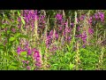 Nature sounds in 4K. The singing of forest birds and the light noise of foliage.