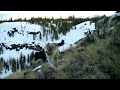 Yellowstone Wolves