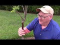Grafting Pecan Trees a Year Later