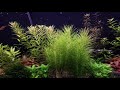 High tech 20 gallon long planted tank