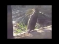 Jamaican Sea Otter (Remixed)
