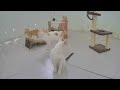 😅 Funniest Cats 😸 Best Funny Videos compilation Of The Month 😘