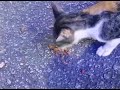 Stray cat eating food #cats