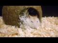 Adorable sleepy hamster :)