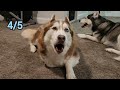 Can Siberian Husky Resist Howling To 5 Goose Calls?