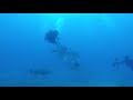 Shark Dive Jupiter Florida July 2019 video #5