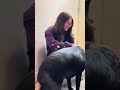 Covered in Labrador Kisses the full reunion | Heartwarming reunion ❤️