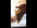 KFC Brain and Spine in food!