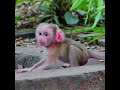 Very brave newborn monkey can walk faster even mother fall in deep sleeping and so tired like that.