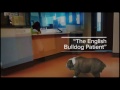 “The English Bulldog Patient” (Version 1)