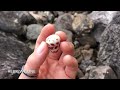 Shelling in Kauai | Cones, Cowries, & Sunrise Shells!
