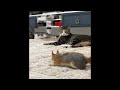 Funny Cats Videos 2024😹 Funny Cat Videos − Funny Cats