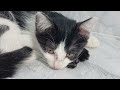 CLASSIC Dog and Cat Videos1❤️🥰 HOURS of FUNNY Clips🤣😻🐶#