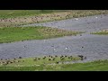 Natur und Vogelparadies Elbdeich   UNESCO Biosphärenreservat Flusslandschaft Elbe