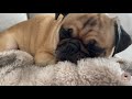 Day in the Life of a Pug - Follow me Around - VLOG #1 - Winter Edition ❄️
