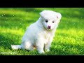 Dog Music 🐶 Relaxing Music to Help Your Dog Relax During Alone Time!!