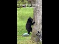 Bears in a tree at a Private School