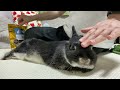 Tomboy rabbit meets an accident [No.547]