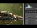 How to Sharpen Images in Lightroom Classic