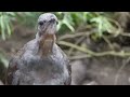 Amazing bird sounds from the Lyrebird  | The bird can copy the sound | The best song bird
