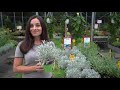 LAVENDER PROBLEMS | Why is my lavender turning brown | How to save lavender plant from dying