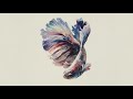 Watercolor Painting | A Colorful Betta Fish