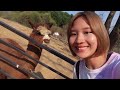 our last day in korea 😢 visiting petite france 🇫🇷 nami island 🌲 alpaca world 🦙 | KOREA VLOG 2023